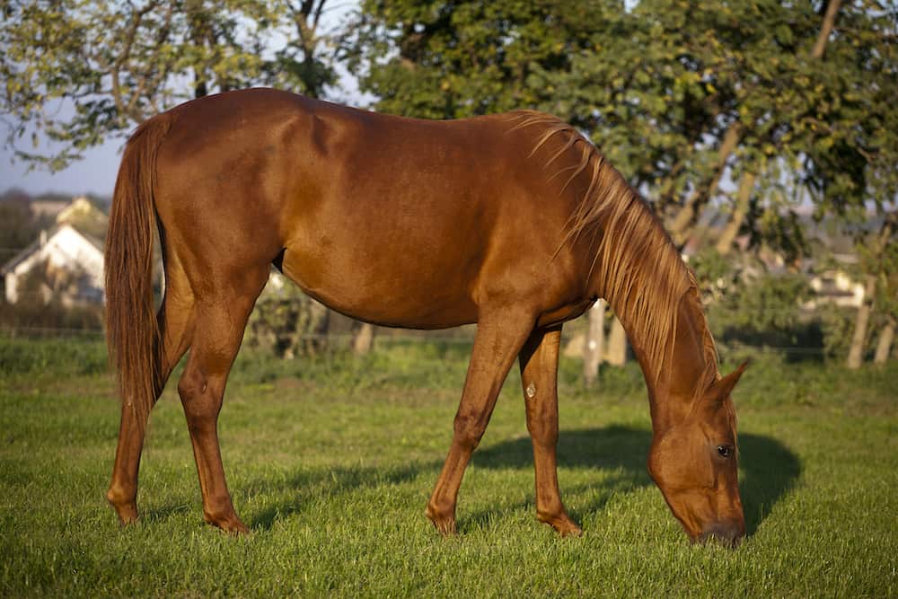 Horse pregnancy 5th month Horse pregnancy 5th month